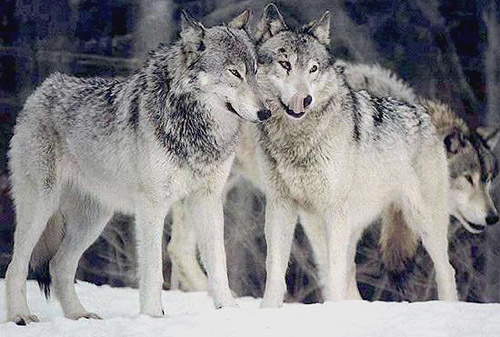 Сибирский волк - 89 фото