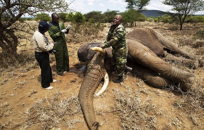 Доклад WWF