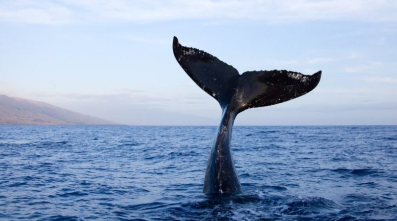 столкнулся с китом
